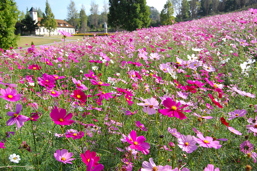 コスモス開花のお知らせ おかやまフォレストパーク ドイツの森 公式ページ コスモス開花のお知らせ おかやまフォレストパーク ドイツの森 公式ページ