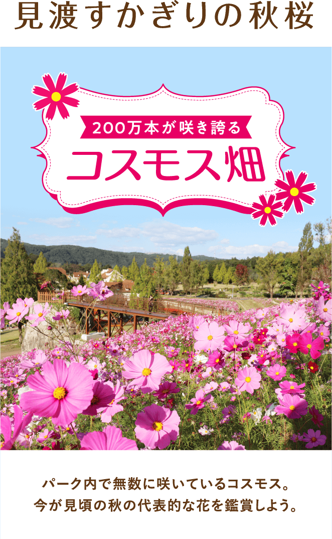 200万本が咲き誇るコスモス畑