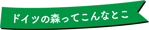 ドイツの森ってこんなとこ