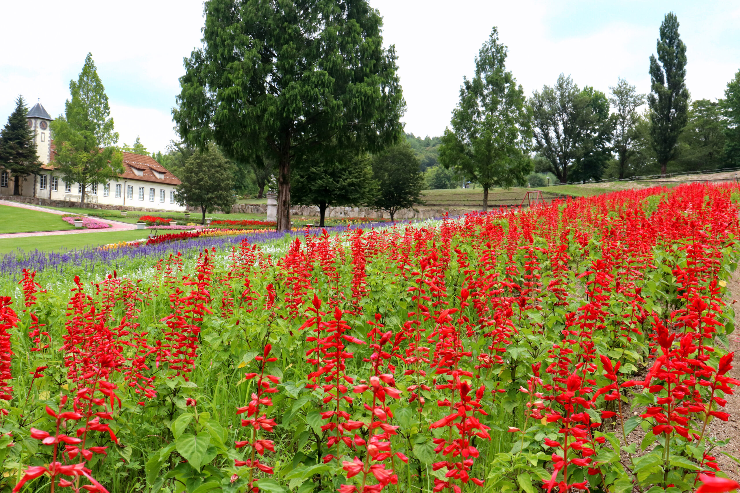 四季の花を見る おかやまフォレストパーク ドイツの森 公式ページ