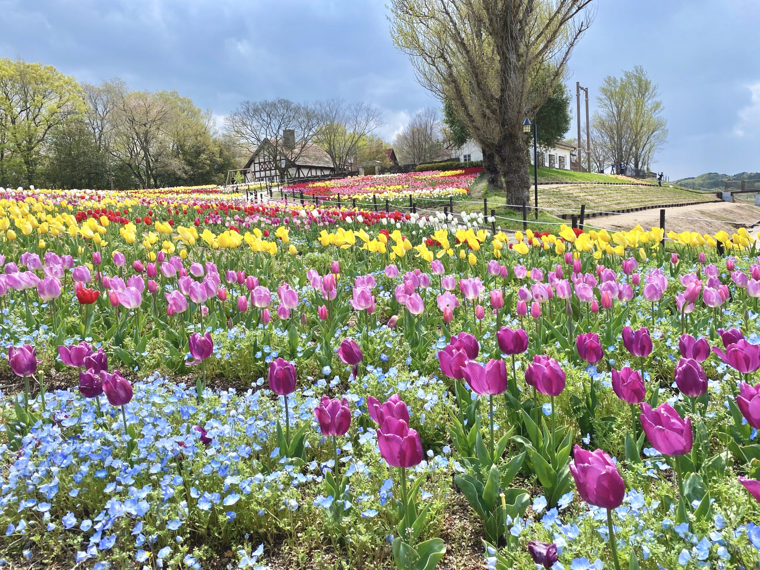 四季の花を見る おかやまフォレストパーク ドイツの森 公式ページ