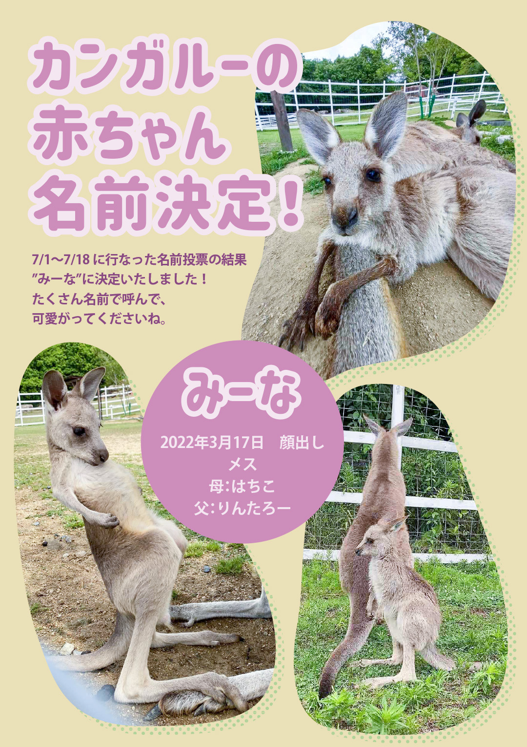 カンガルーの赤ちゃんの名前発表 おかやまフォレストパーク ドイツの森 公式ページ