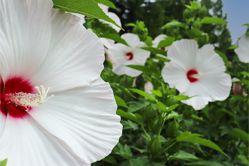 タイタンビカス｜ おかやまフォレストパーク ドイツの森 公式ページ